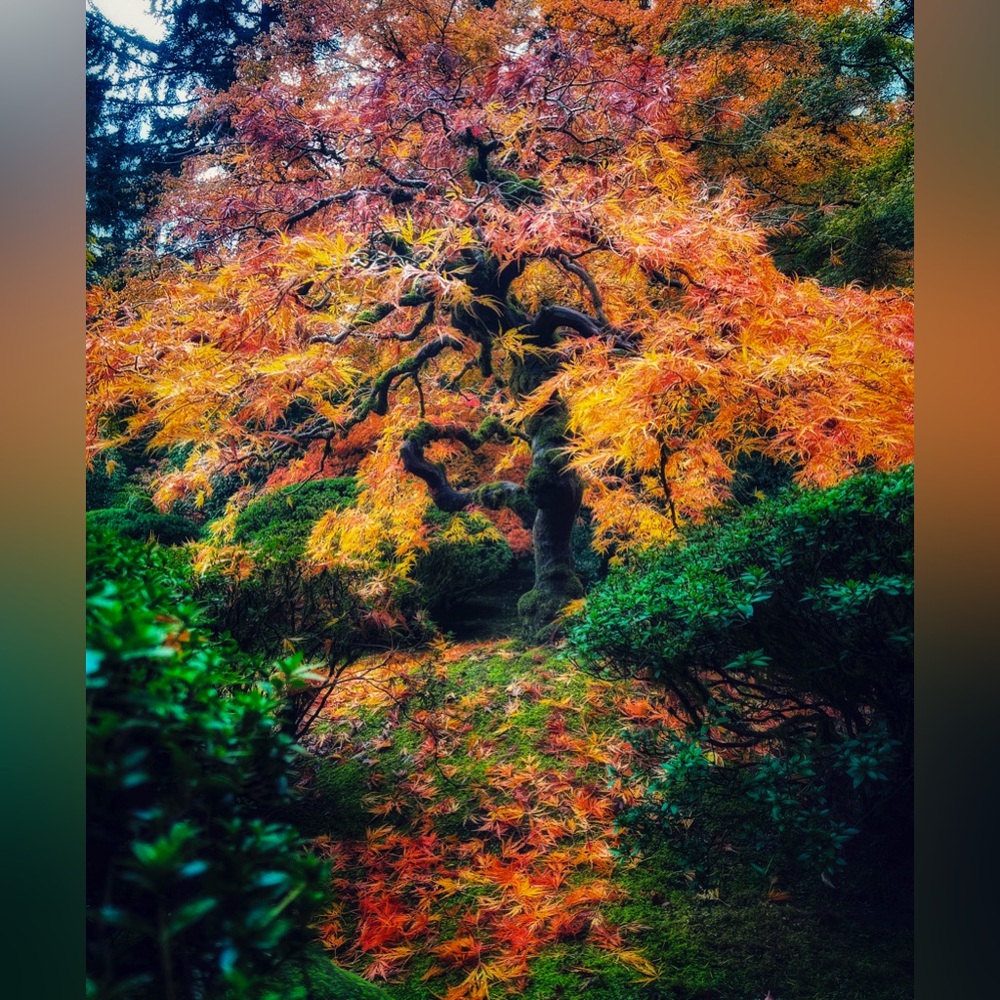 Portland Japanese Garden Fall Tree Original Photographic Print 8X10